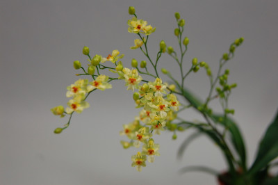 Oncidium Tiny Twinkle 'Gold Dust' (3-4 Rispen)