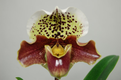 Paphiopedilum Baby Doll