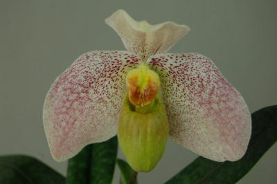 Paphiopedilum bellatulum x emersonii