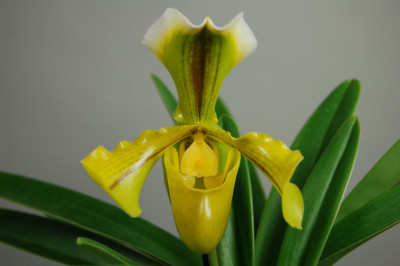 Paph. gratrixianum 'album' x Golden Acres