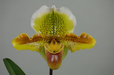 Paphiopedilum Harry Stage (1 Stiel)
