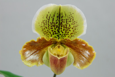 Paphiopedilum Hunter Point 'San Francisco'