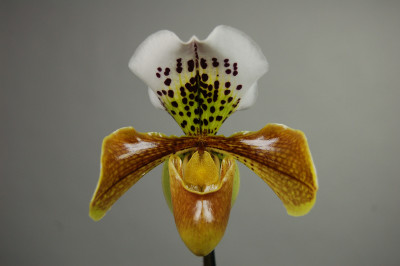 Paphiopedilum Lassen Trail x gratrixianum