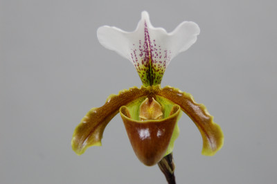 Paphiopedilum Leeanum 'sitta'