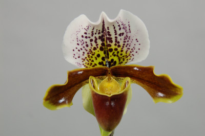 Paphiopedilum Miss Richardt