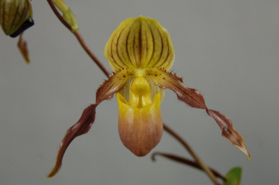 Paphiopedilum philippinense x chamberlainianum