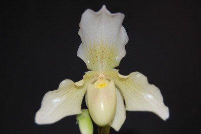 Paphiopedilum Phips