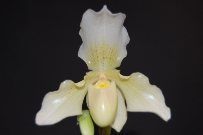 Paphiopedilum Phips (1 Blütenstiel)