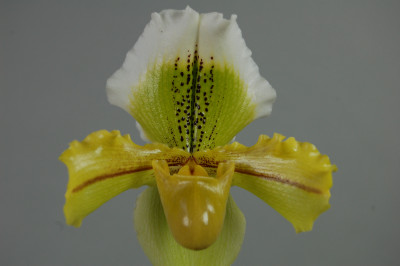 Paphiopedilum Pitt River 'Greenhorn'