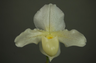 Paphiopedilum Whitemoore 'Norriton'