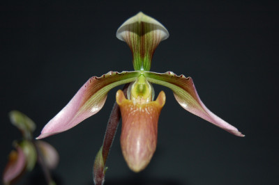 Paphiopedilum appletonianum