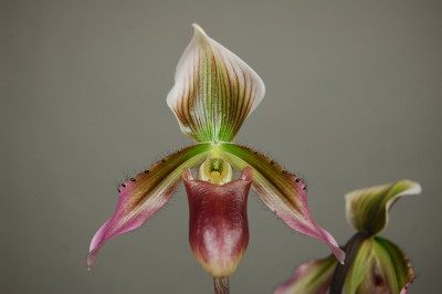 Paphiopedilum xSiamensis