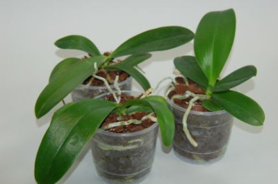 Phalaenopsis-Jungpflanzen-Sortiment (3 Pfl. im12 cm Topf)