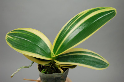 Phalaenopsis amabilis Art Leaf 'Yellow-Green'