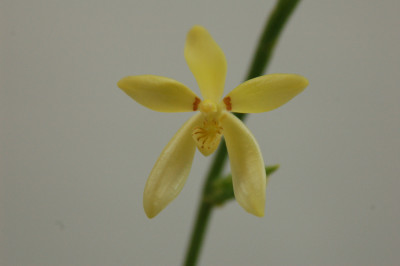 Phalaenopsis cochlearis (Jgpfl.)