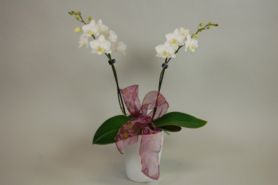 Weihnachts-Phalaenopsis (inkl. Übertopf & Deko)  