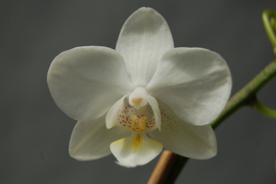 Phalaenopsis Malta (4-6 Rispen)