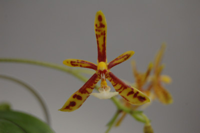 Phalaenopsis mannii