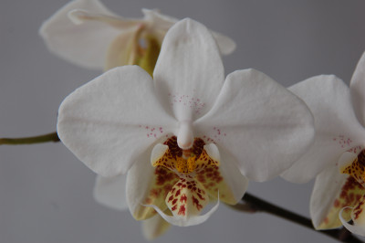 Phalaenopsis stuartiana (mit Rispenansatz)