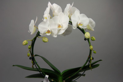 Phalaenopsis White Mirror (2 Rispen)