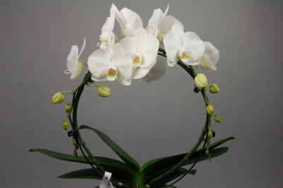 Phalaenopsis White Mirror (2 Rispen, inkl. Übertopf)