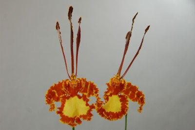 Psychopsis Mariposa 'Green Valley' (Jungpfl.)