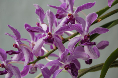 Vanda Blue Lightning