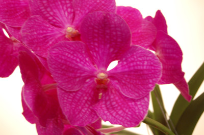 Vanda Bangsai Queen 'Pink'