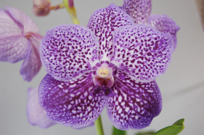 Vanda Gordon Dillon x sanderiana