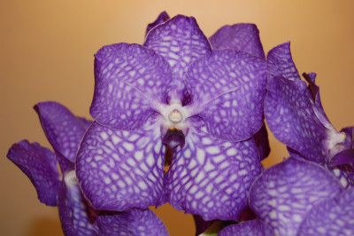 Vanda Light Blue