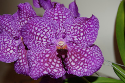 Vanda Midnight Delight