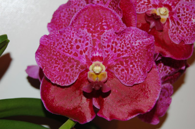 Vanda New Purple