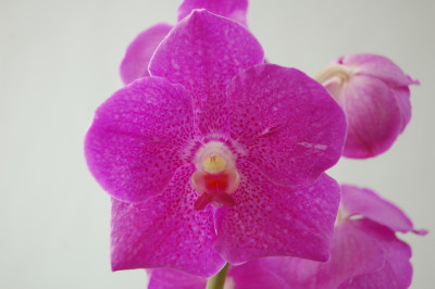 Vanda Nora Pink