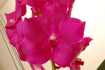 Vanda Pink Panther