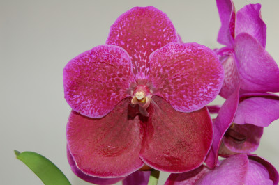 Vanda Robert's Delight 'Red'