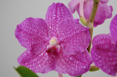 Vanda Suri Pink