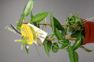 Vanilla planifolia 'variegata' (Rankegitter) - Echte Vanille Pflanze