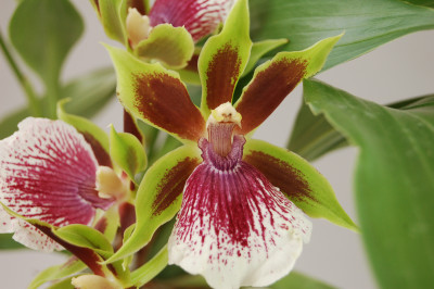 Zygopetalum Rhein Harlekin (2 Rispen)