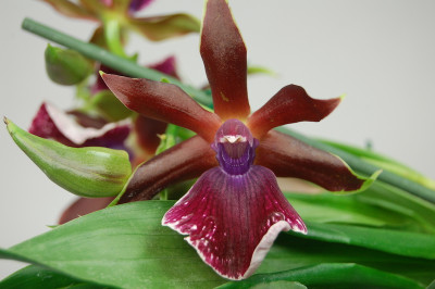 Zygopetalum Rhein Harlekin 'Select' (2 Rispen)