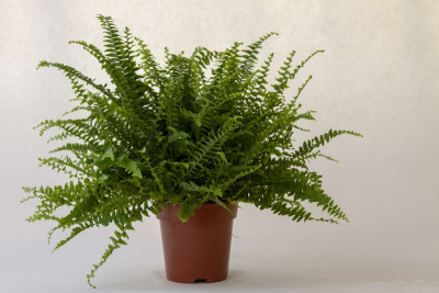 Nephrolepis exaltata (12 cm Topf)