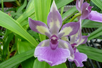 Acacallis Rhein Blue 'Angel' (Jgpfl.)