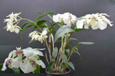 Dendrobium eximium x rhodostictum