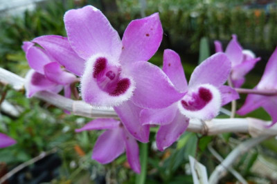 Dendrobium parishii (Jgpfl.)