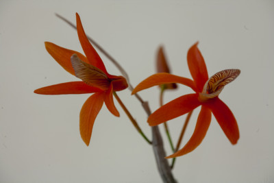 Dendrobium unicum