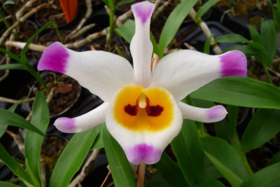 Dendrobium wardianum