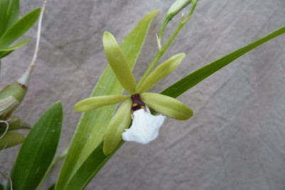 Epidendrum tripunctatum