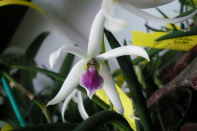 Leptotes bicolor