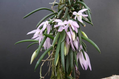 Leptotes unicolor