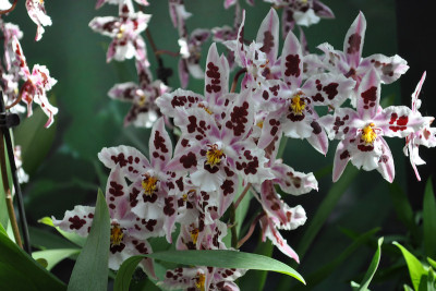 Odontoglossum Nippon (Jungpfl.)