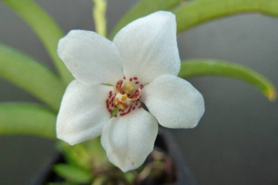 Sarcochilus hartmannii